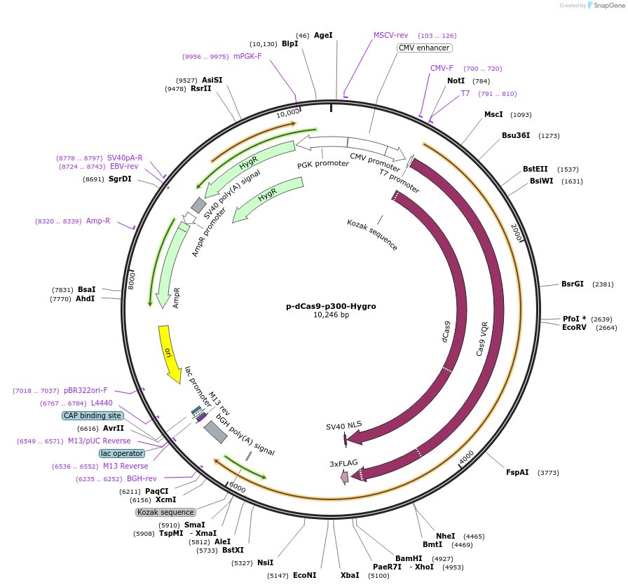 104411-plasmid-map-sequence-id-204503