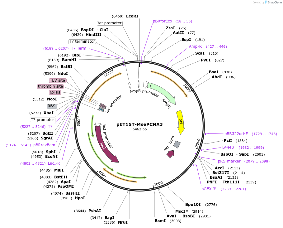 107065-plasmid-map-sequence-id-204537