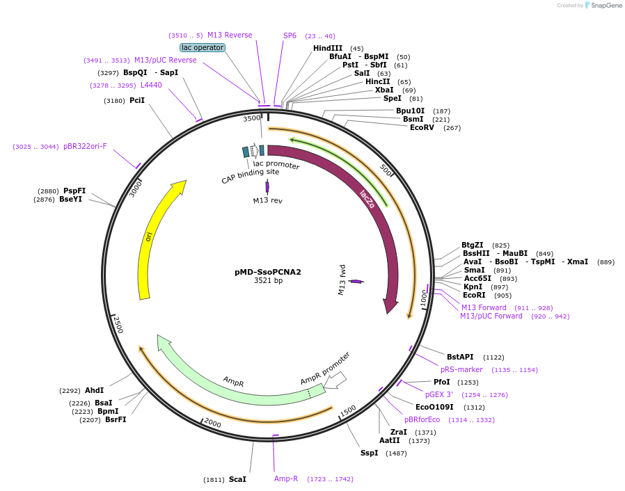 107077-plasmid-map-sequence-id-204543