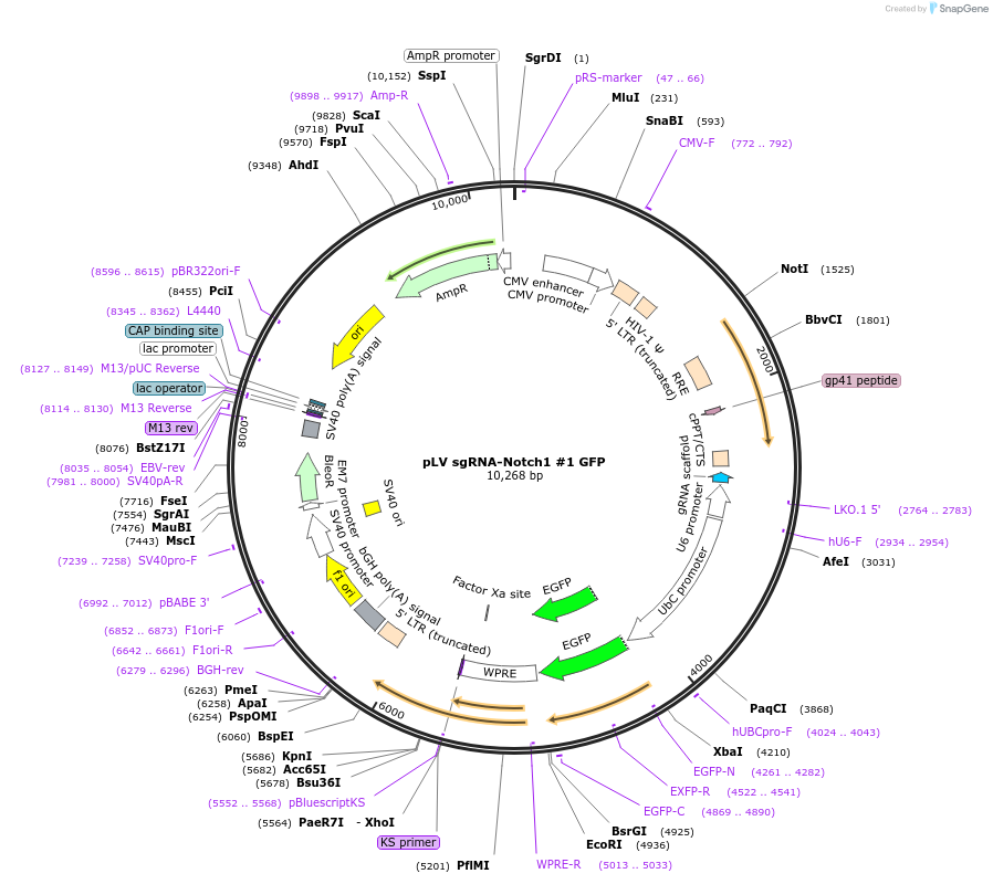 106950-plasmid-map-sequence-id-204581