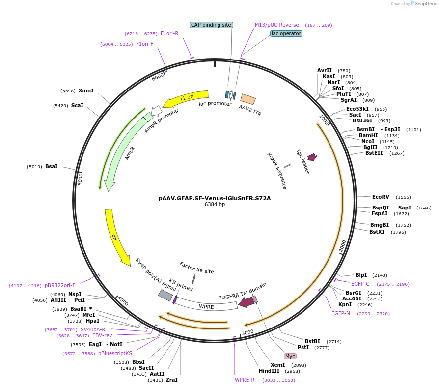 106197-plasmid-map-sequence-id-204589