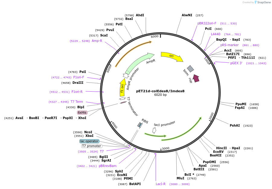 107116-plasmid-map-sequence-id-204610