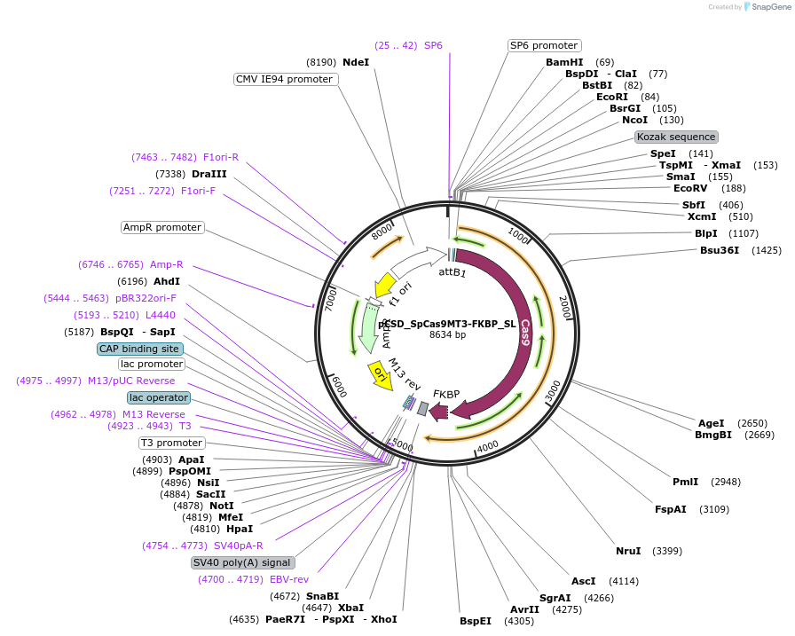 107302-plasmid-map-sequence-id-204632