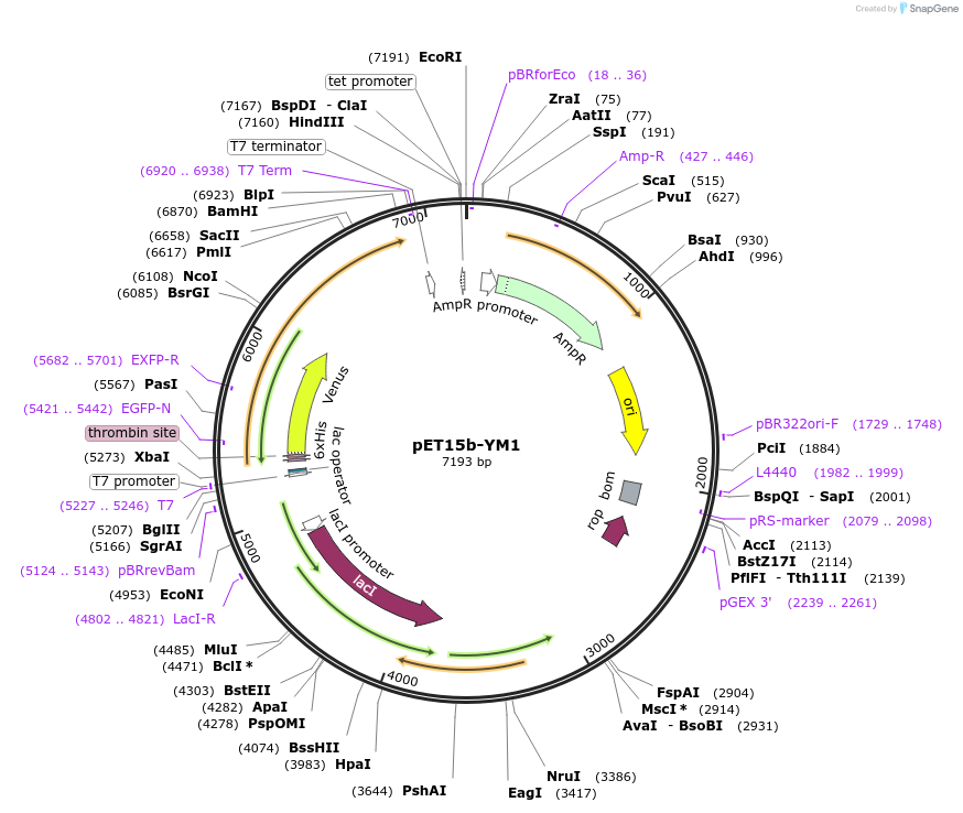 107079-plasmid-map-sequence-id-204636
