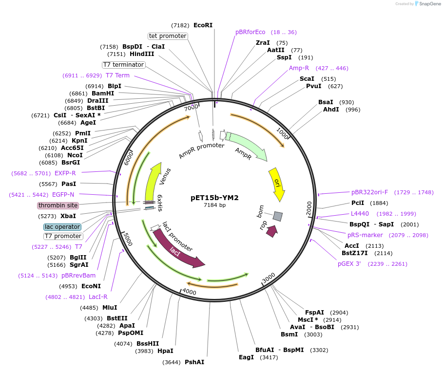 107080-plasmid-map-sequence-id-204638
