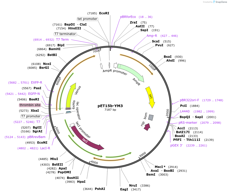 107081-plasmid-map-sequence-id-204640