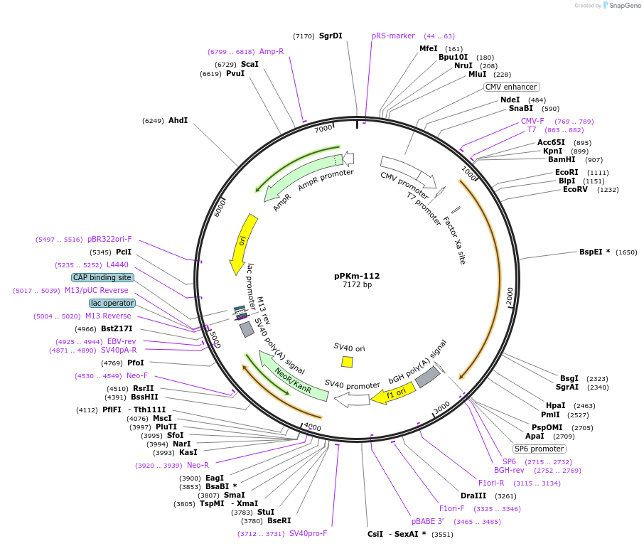 90494-plasmid-map-sequence-id-204641