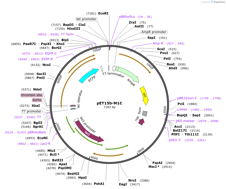 107085-plasmid-map-sequence-id-204642