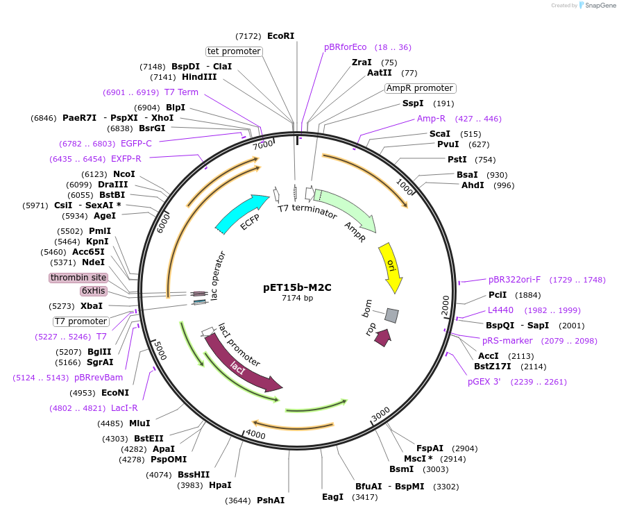 107086-plasmid-map-sequence-id-204645