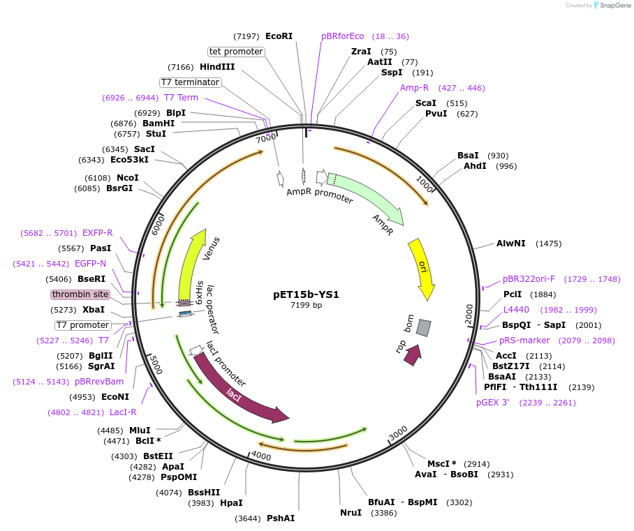 107082-plasmid-map-sequence-id-204647