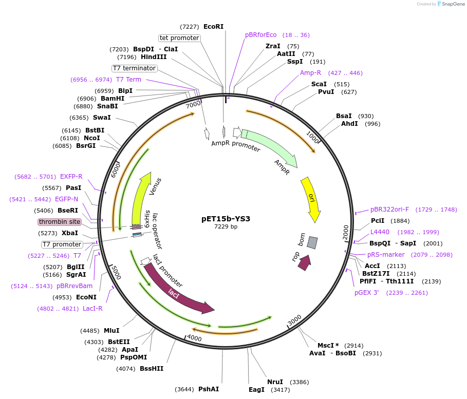 107084-plasmid-map-sequence-id-204649
