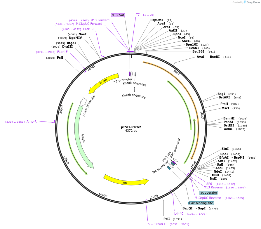 105991-plasmid-map-sequence-id-204650