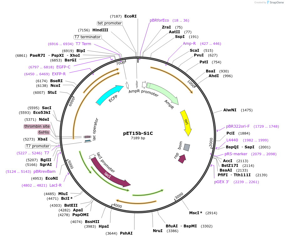 107088-plasmid-map-sequence-id-204652
