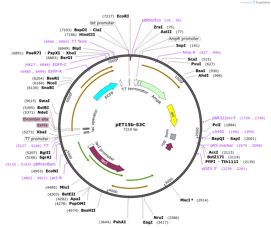 107090-plasmid-map-sequence-id-204657