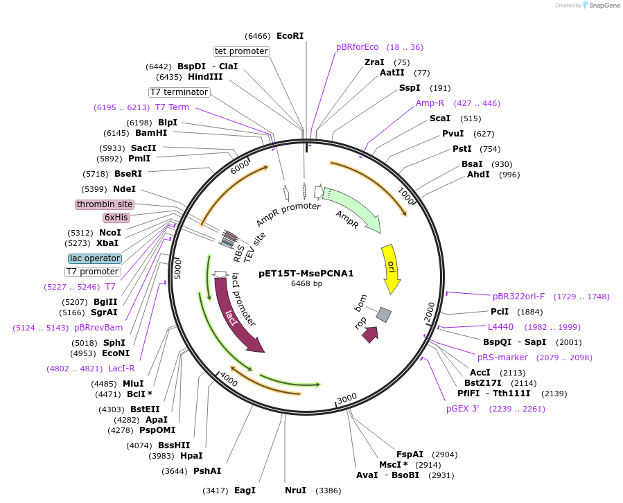 107063-plasmid-map-sequence-id-204660