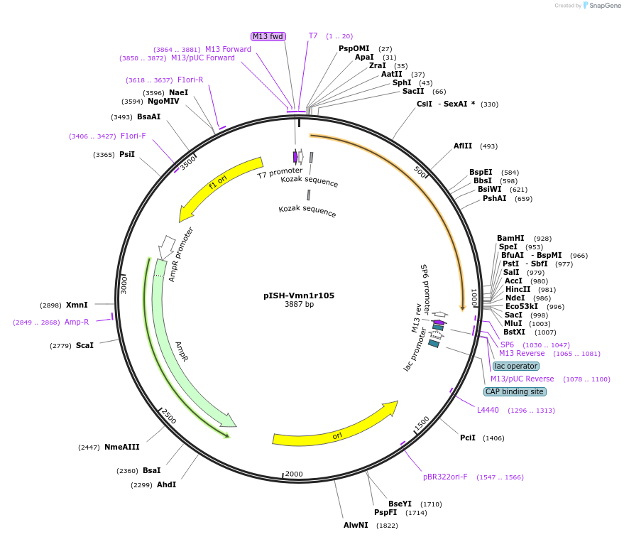 105994-plasmid-map-sequence-id-204661