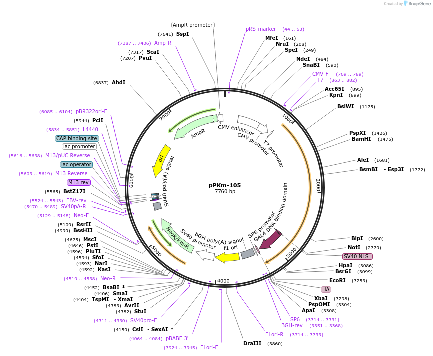 104853-plasmid-map-sequence-id-204663