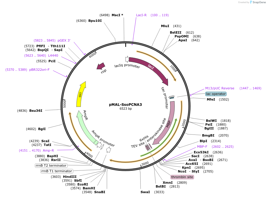 107069-plasmid-map-sequence-id-204665