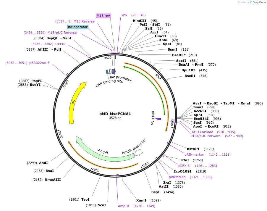 107073-plasmid-map-sequence-id-204667