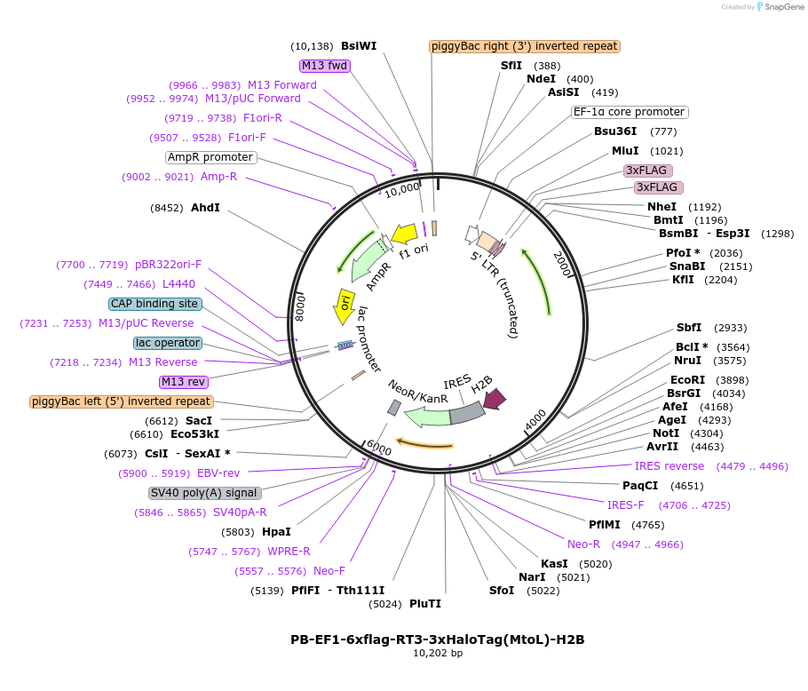 106309-plasmid-map-sequence-id-204684