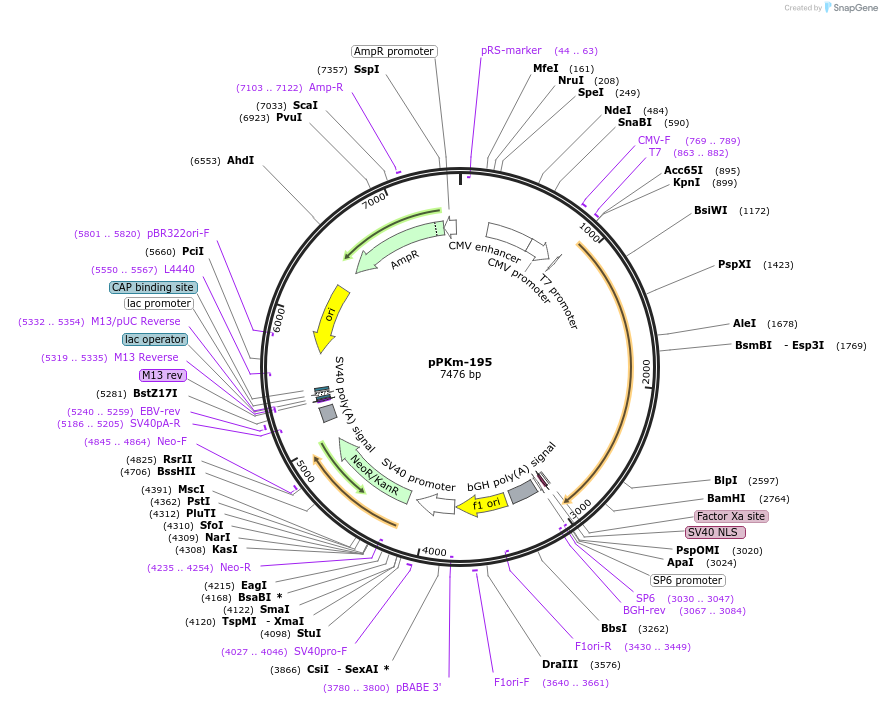 90496-plasmid-map-sequence-id-204685