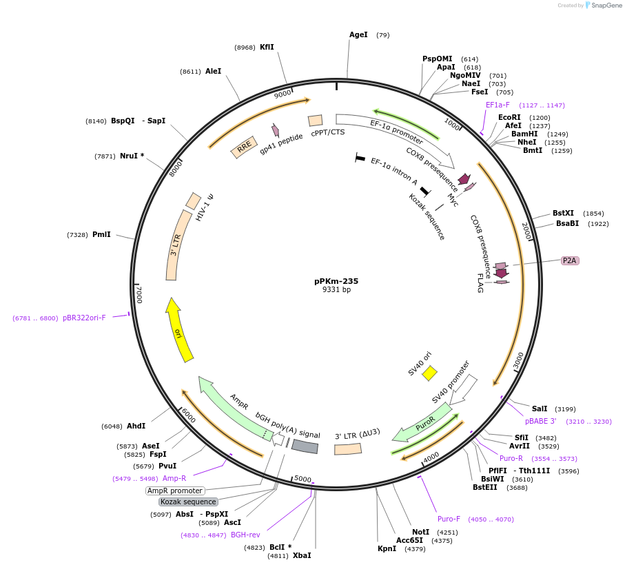 90509-plasmid-map-sequence-id-204693