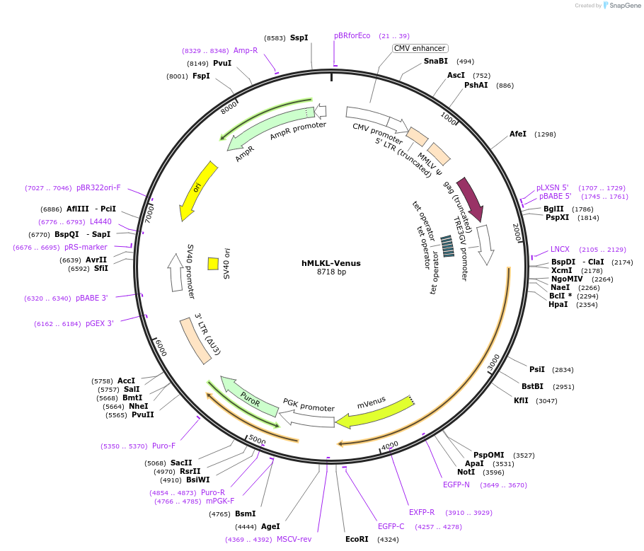 106078-plasmid-map-sequence-id-204702