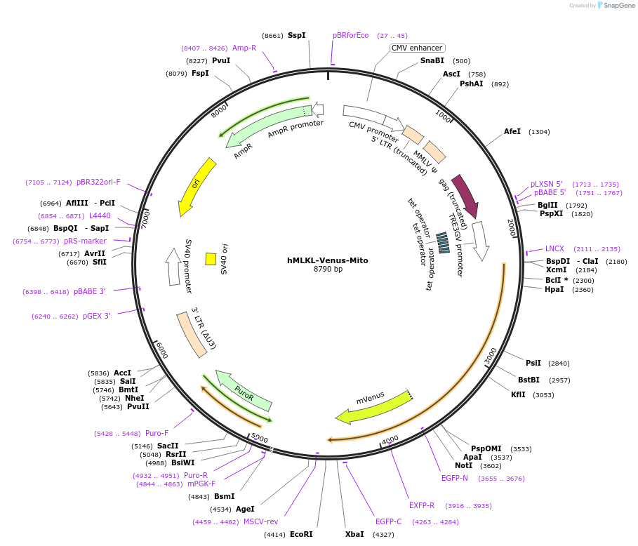 106080-plasmid-map-sequence-id-204716