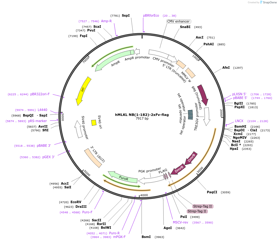 106075-plasmid-map-sequence-id-204718