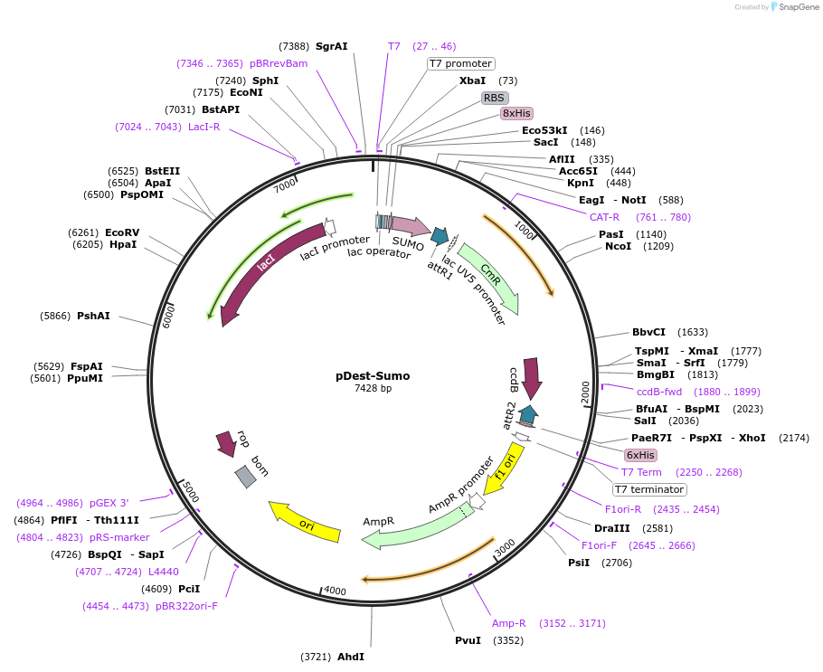 106980-plasmid-map-sequence-id-204719