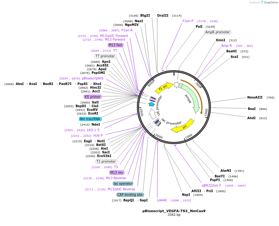 107329-plasmid-map-sequence-id-204778