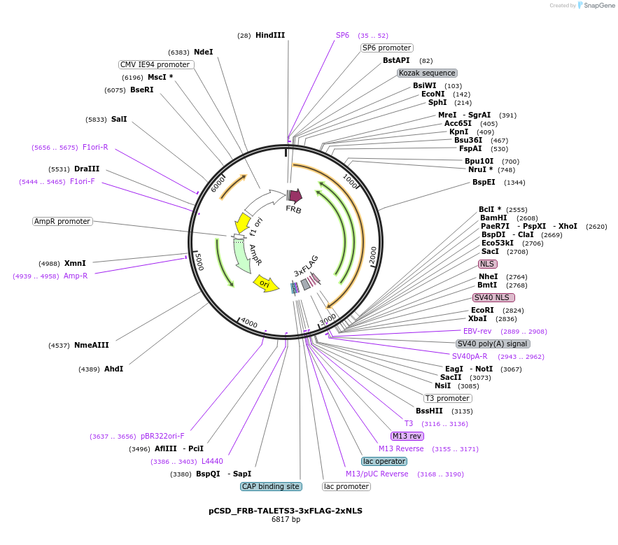 107306-plasmid-map-sequence-id-204787