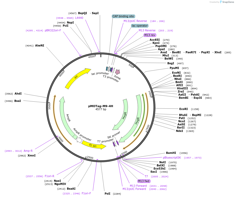 106379-plasmid-map-sequence-id-204790