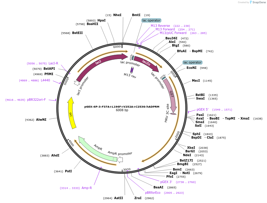 107163-plasmid-map-sequence-id-204806