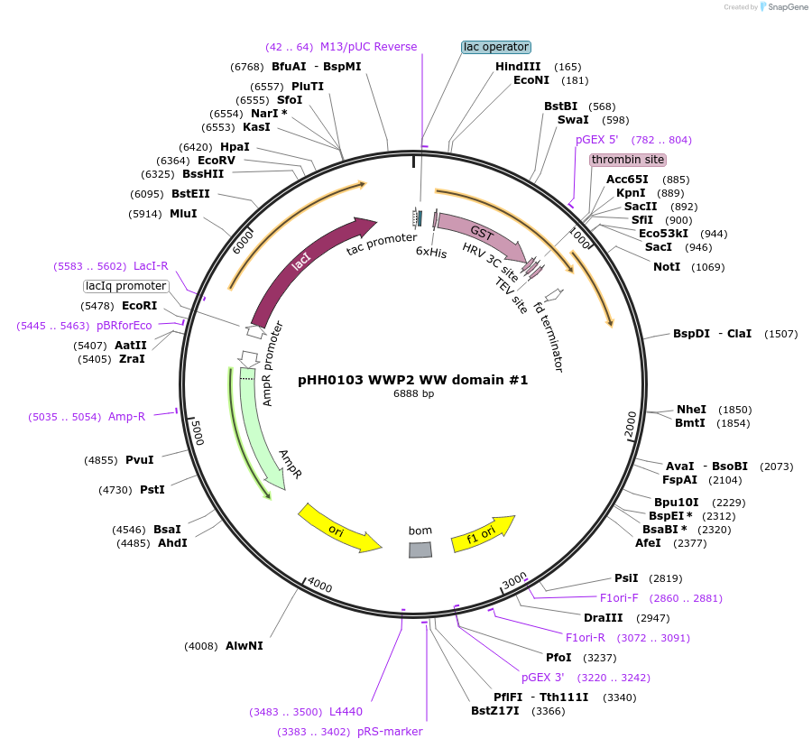 104212-plasmid-map-sequence-id-204807
