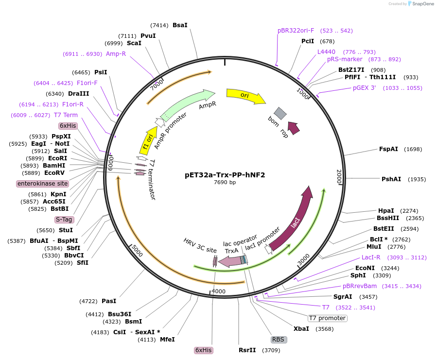 107148-plasmid-map-sequence-id-204859