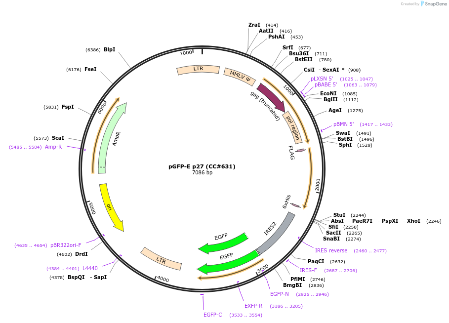 15192-plasmid-map-sequence-id-204864