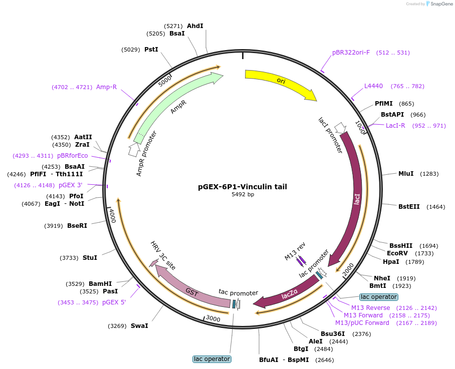107154-plasmid-map-sequence-id-204865