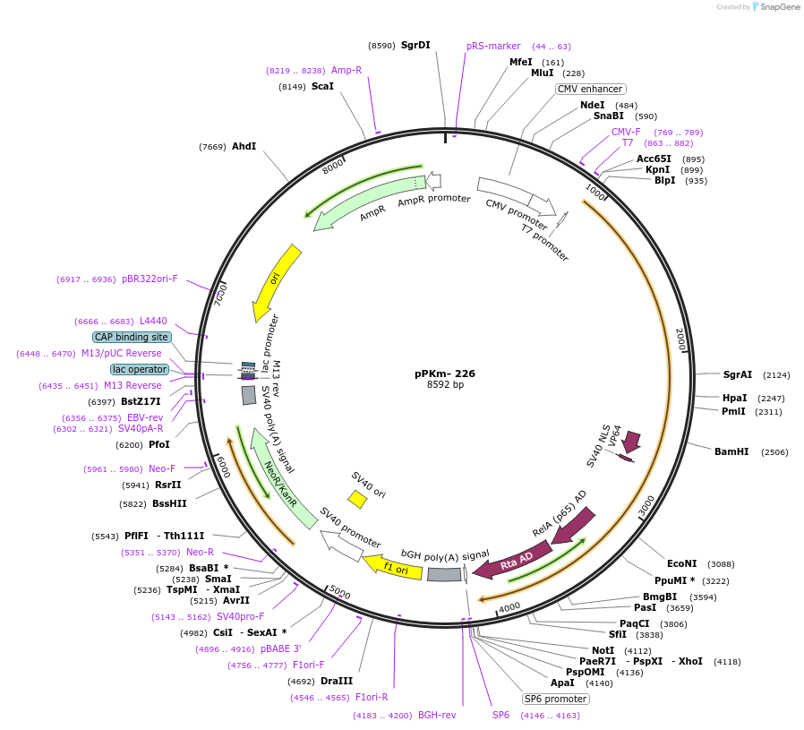 90497-plasmid-map-sequence-id-204868