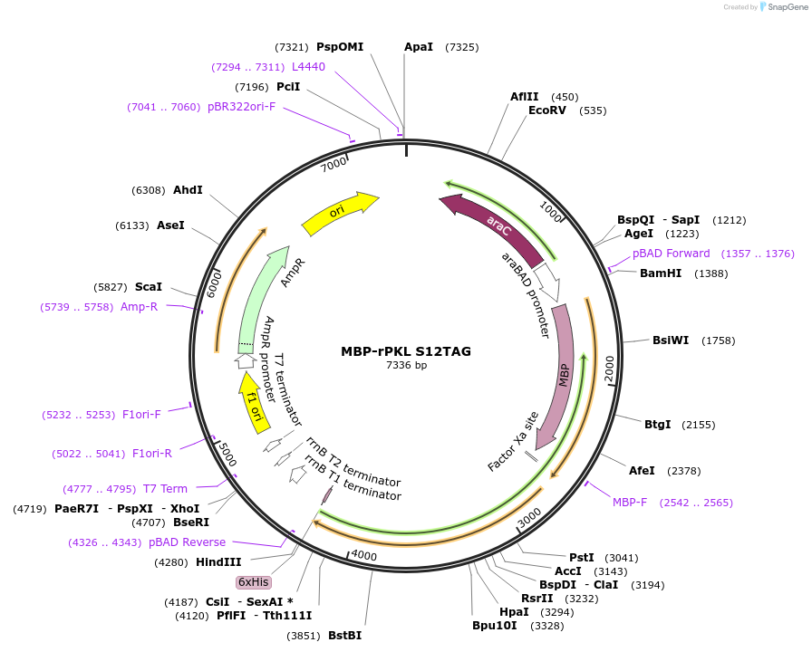 107155-plasmid-map-sequence-id-204878
