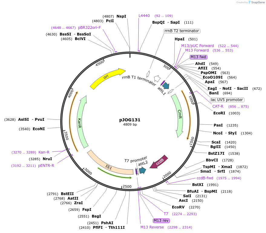 105337-plasmid-map-sequence-id-204884
