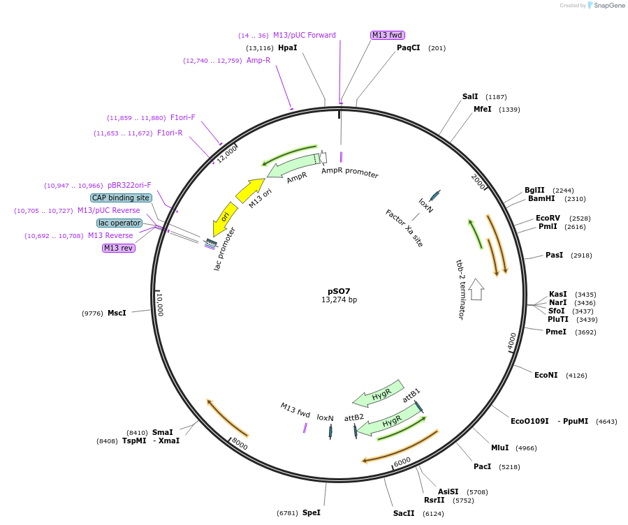 106365-plasmid-map-sequence-id-204930