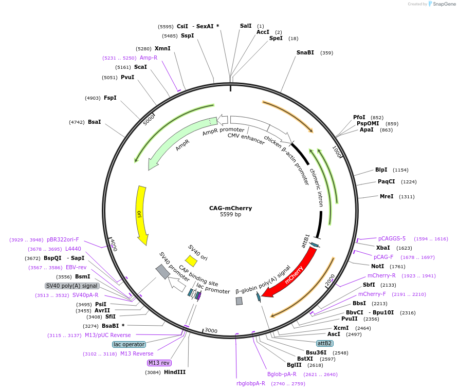 108685-plasmid-map-sequence-id-204931