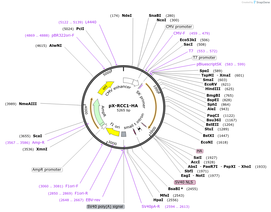 106938-plasmid-map-sequence-id-204945
