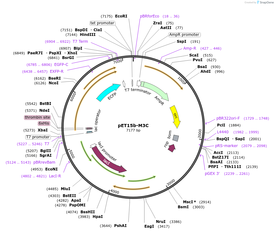 107087-plasmid-map-sequence-id-204956