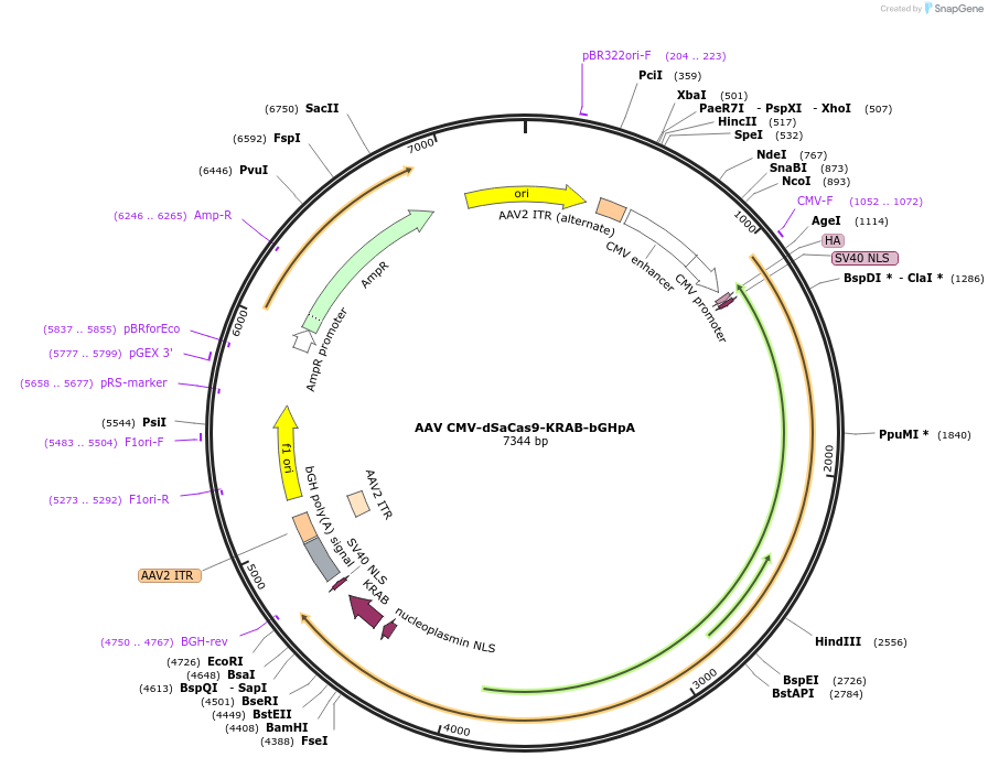 106219-plasmid-map-sequence-id-204963