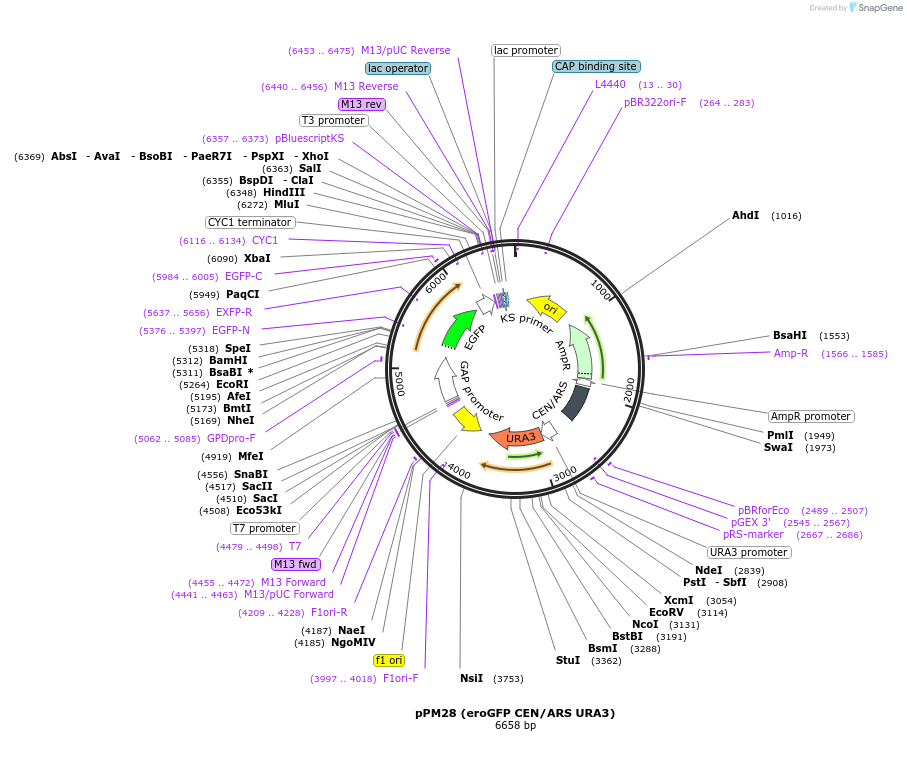 20131-plasmid-map-sequence-id-204983
