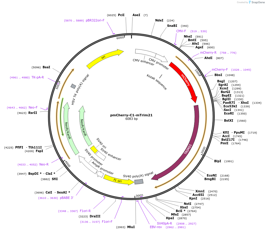 105516-plasmid-map-sequence-id-204991