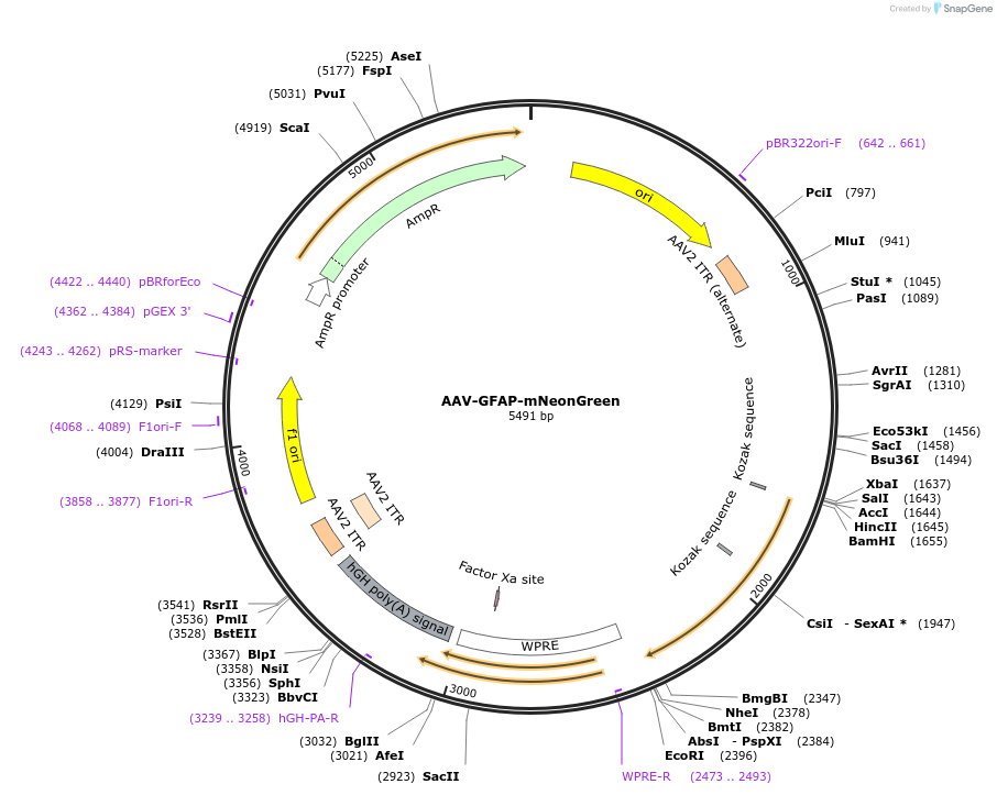105713-plasmid-map-sequence-id-204995