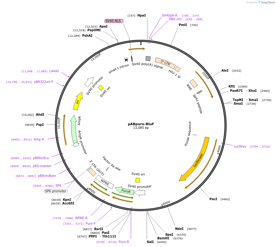 46824-plasmid-map-sequence-id-204999